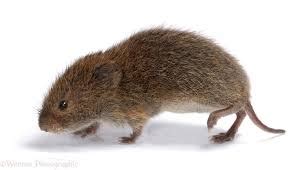 What are Voles || Online Pest Control