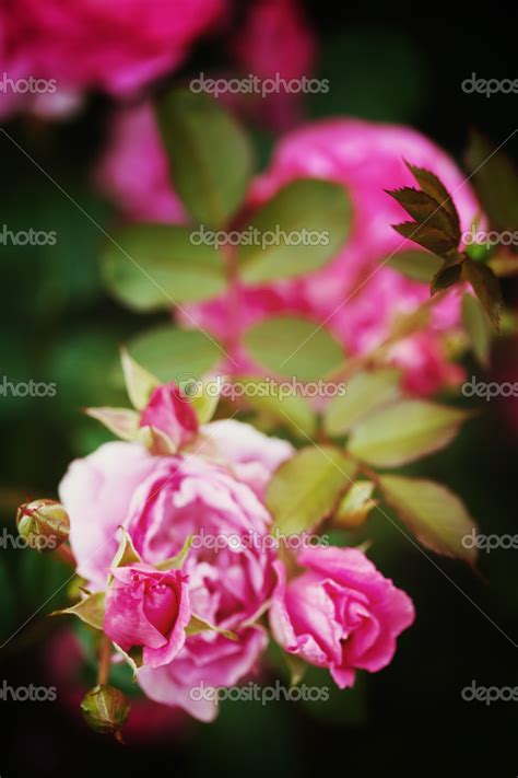 Nature background with rose flower Stock Photo by ©dariazu 49288393