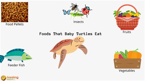 What Do Baby Turtles Eat? - Feeding Nature