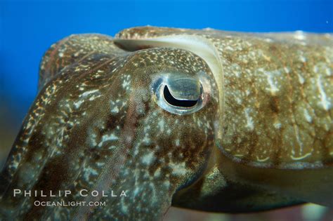 Cuttlefish Photo, Cuttlefish photos, Natural History Photography