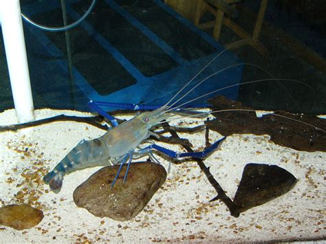 The Online Zoo - Giant Freshwater Prawn