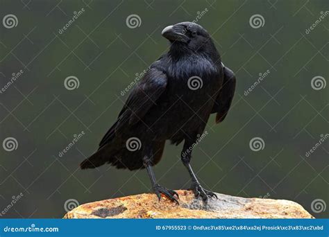 Raven, Black Forest Bird, Sitting on the Stone, Dark Rainy Day, Nature ...