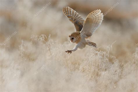 Hunting Barn Owl — Stock Photo © OndrejProsicky #102975954