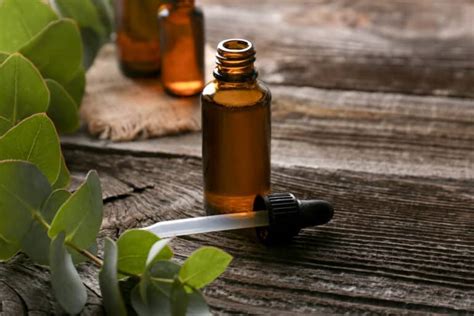 Beginner's Guide to Using Eucalyptus Oil [9 Ways to Use] - Little House ...