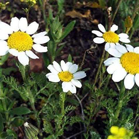 Anacyclus Pyrethrum Flower Powder | Exporters, Manufacturers, Suppliers in India