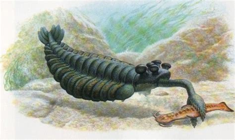 Opabinia - Alchetron, The Free Social Encyclopedia