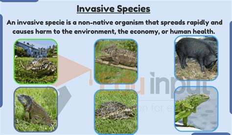 Invasive Species-Characteristics, Causes, Impacts, and Solutions