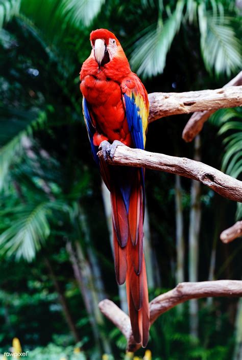 Parrot at the Parrot Jungle and Gardens, south of Miami. | free image by rawpixel.com / Carol M ...