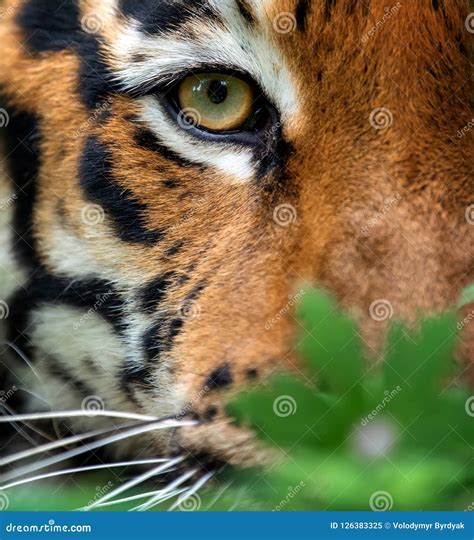 Bengal tiger eye looking stock image. Image of orange - 126383325