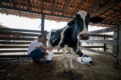 Farmer Milking A Cow At A Cattle Farm Stock Photo - Download Image Now - iStock