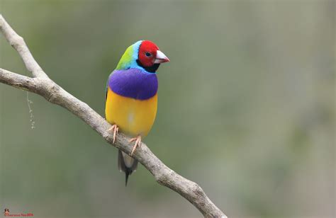 Gouldian Finch (Erythrura gouldiae) @ JBP, Singapore_20140… | Flickr