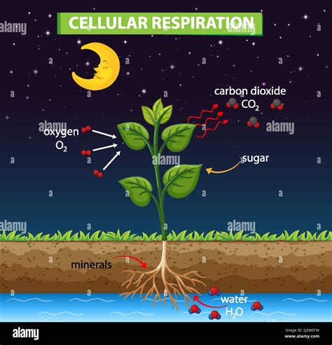 Cellular Respiration In Plants Diagram