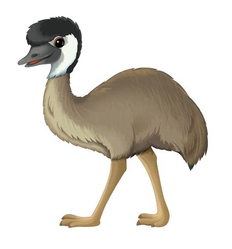 Emu cartoon Stock Photos, Royalty Free Emu cartoon Images | Depositphotos