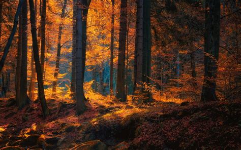 Forest In The Fall Wallpapers - Wallpaper Cave