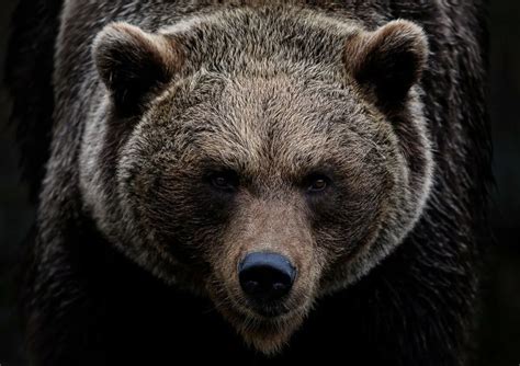 Gorilla vs. Grizzly Bear - Who Would Win In A Faceoff? - Animals Around The Globe