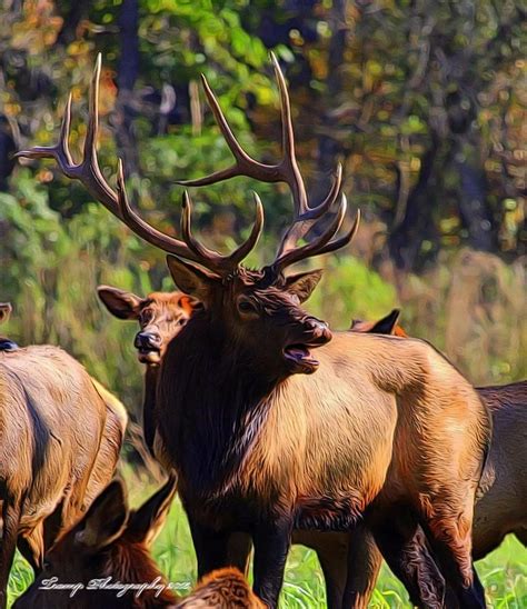 Big Elk Photograph by Wesley Nesbitt