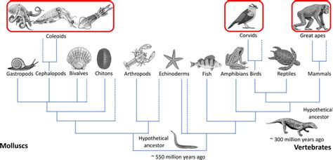 Phylogenetic tree depicting the evolutionary relationship between ...