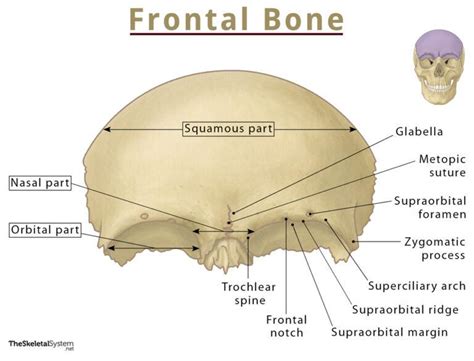 Frontal Bone – Location, Functions, Anatomy, & Diagram