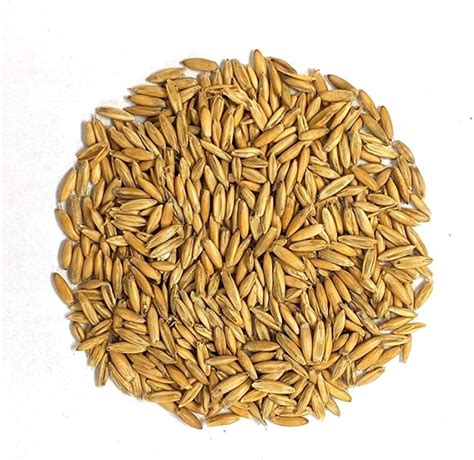 Oat Seeds, Packaging Size : 5kg, 10kg, 40kg, Purity : 95% - Fortune ...