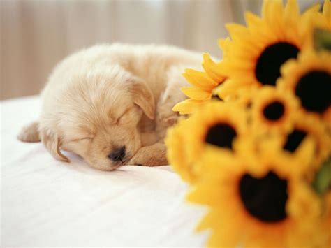 Puppy Sleeping Wallpapers on WallpaperDog