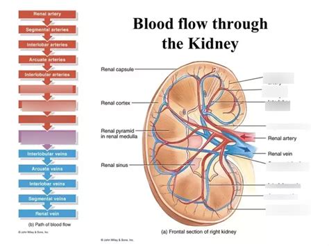 kidney blood flow Diagram | Quizlet