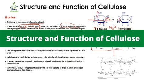 Cellulose Structure Hydrogen Bonds