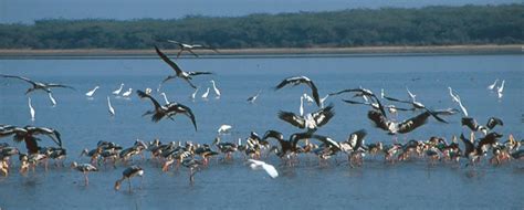 Puri to Chilika Lake, In and Around Chilka, Places to visit in Chilka