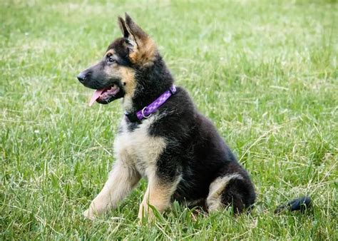 German Shepherd Puppies – Facts to Ponder Before Bringing One Home ...
