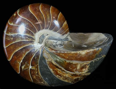 5" Large, Polished Nautilus Fossil - Madagascar (#51676) For Sale ...