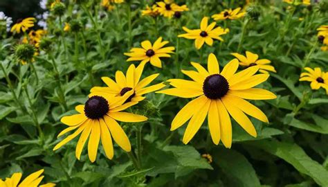 Maryland State Flower: Black-Eyed Susan, Meaning and Symbolism