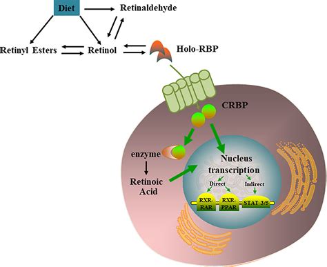 Frontiers | Vitamin A and Its Multi-Effects on Pancreas: Recent Advances and Prospects