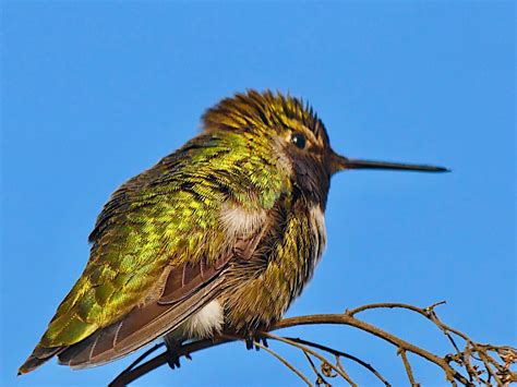 Hummingbird | Anna’s hummingbird | Yuri Levchenko | Flickr