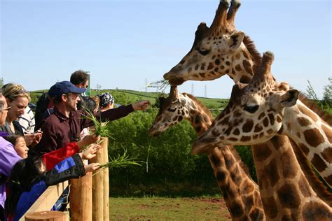 Family & Kid's Activities In the Lake District - Visit the Zoo in Cumbria