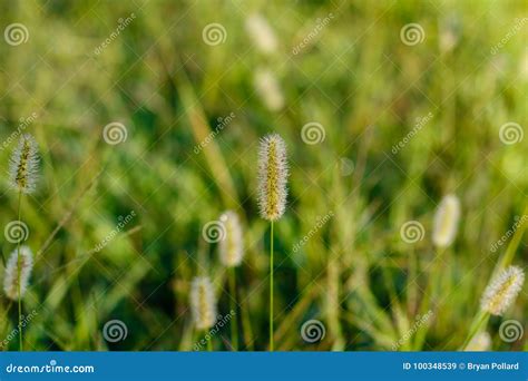 Grass Seed Head stock image. Image of green, botany - 100348539