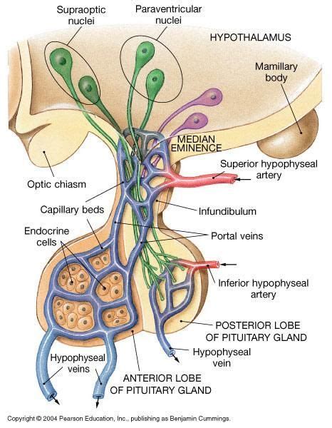 Pin on ANATOMY