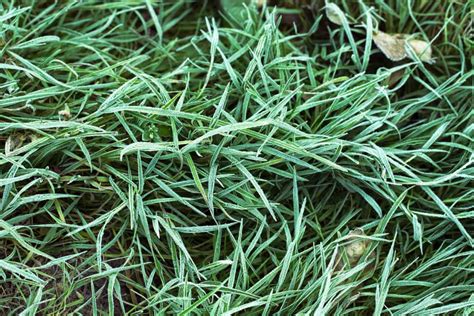 Can You Mow Grass After the First Frost? [5 Lawn-Safe Tips] | Pepper's Home & Garden