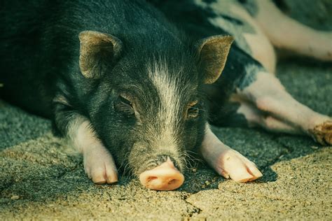 How to Train a Pot Bellied Pig - A Brief guide to Training Pot Bellied Pig