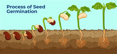 Seed Germination-Process, Factors, Advantage