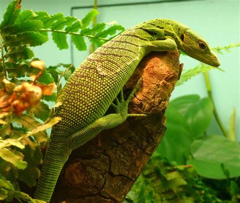 Emerald Tree Monitor (Varanus prasinus)