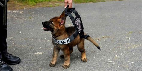 German Shepherd K9 Vest | PETSIDI