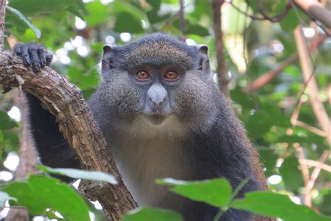 FAU | Monkeys See, Monkeys Do Cross Species Boundary