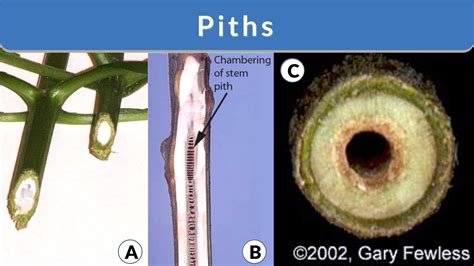 Examples Of Stem