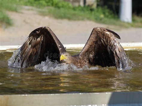 Sea eagle swimming in pool stock photo. Image of flight - 35098780