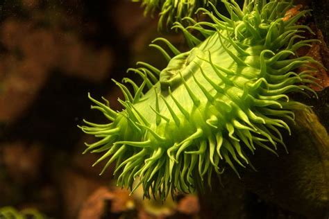 10 Stunning Underwater Plants and Sea Creatures on the Ocean Floor