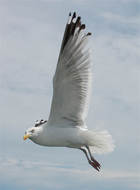 Herring Gull | Audubon Field Guide