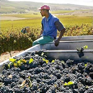 Cape Town Wine Tours, Wine Tasting in Cape Town, Come to Cape Town