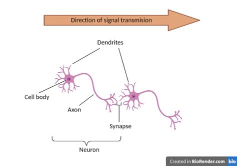 How Do Neurons Connect With Each Other? – Special Programme in Science