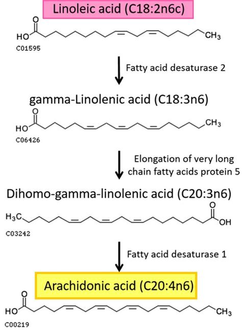 Arachidonic acid review, foods, function, metabolism, benefits & side effects