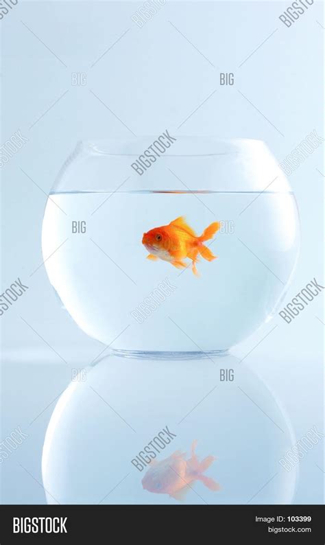 Goldfish Bowl Image & Photo (Free Trial) | Bigstock