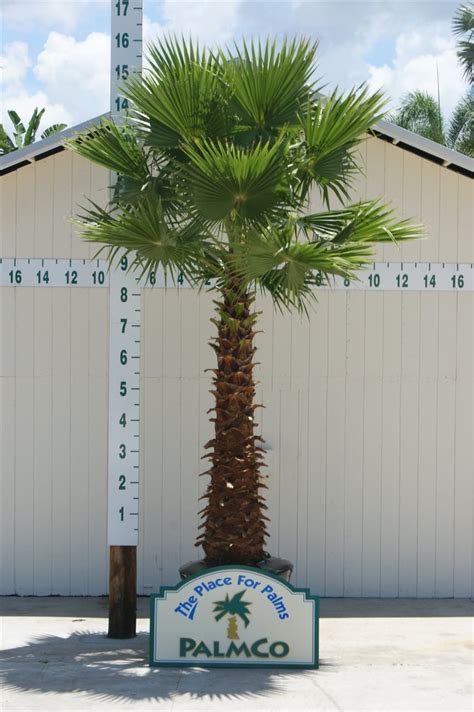 Washingtonia Palm | Washingtonia Robusta | Palmco - Wholesale Palms ...